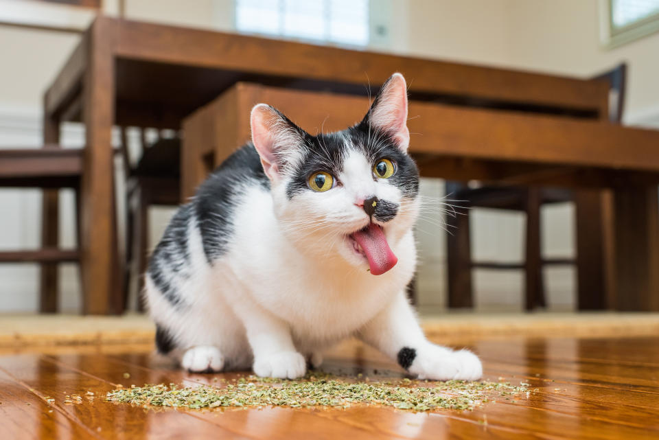 Photographer captures the hilarious, euphoric expressions of kitties high on catnip