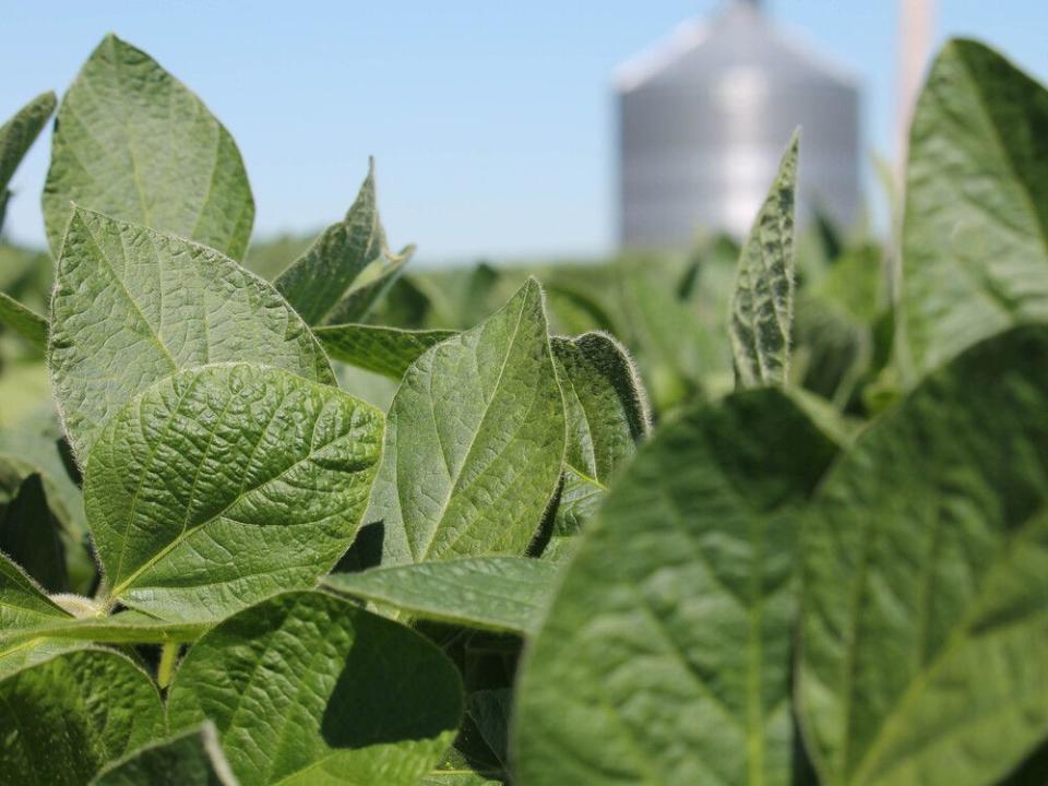  Soybean plants on a farm in Illinois, U.S.