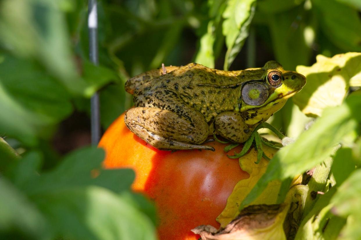 Frog on a tomato.