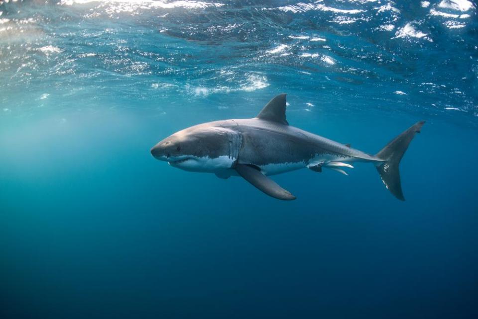 <span>Photograph: Alastair Pollock Photography/Getty Images</span>