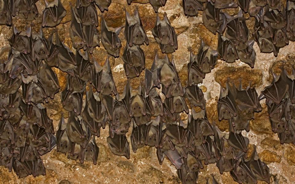 Egyptian rousette bat hanging from a cave ceiling. The Egyptian rousette, or Egyptian fruit bat, (Rousettus aegyptiacus) is a widespread African fruit - PhotoStock-Israel/Alamy Stock Photo