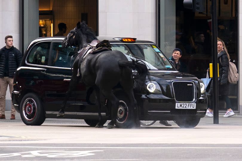 A black horse collides with a London Taxi after bolting down the A4 near Aldwych, central London.