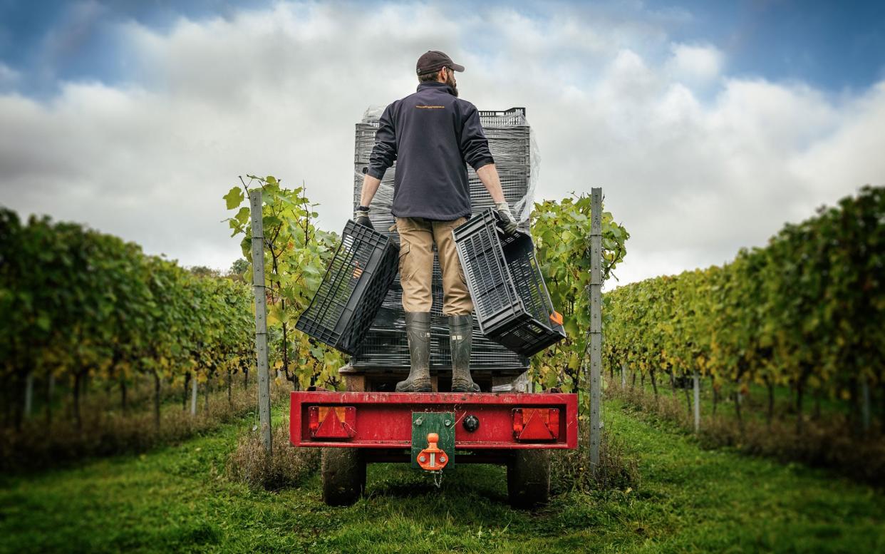 The British wine industry is booming