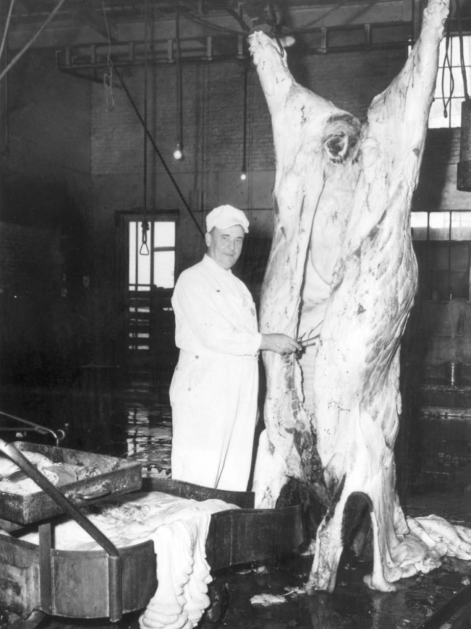 1945: Veteran meat inspector C.W. Woolsey beside beef carcass at Armour & Co. meat packing plant. He was retiring after 45 years.