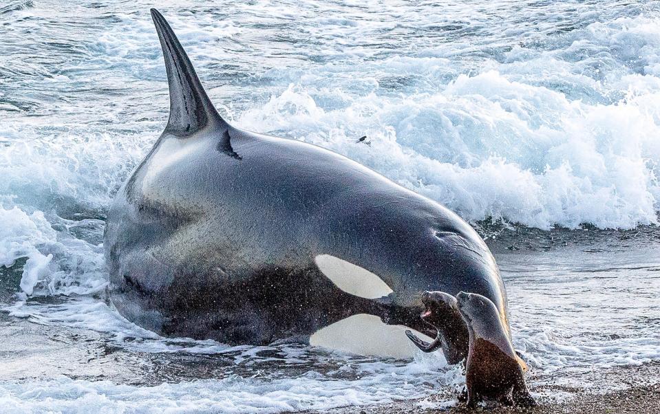 The sea lions pups were able to get away from the hunting whale after it became stranded on the beach