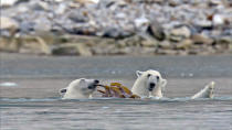 <b>Frozen Planet, BBC One, Wed, 9pm</b><br><b>Episode 4</b><br><br>Polar bears feeding on seaweed (kelp), Svalbard. Polar bears are surprisingly vegetarian and enjoy some greens along with their normal diet of meat.