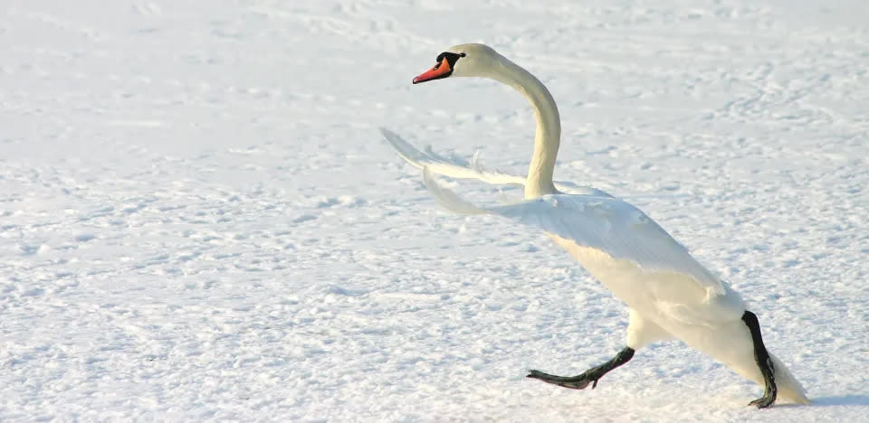 Título “Paseo divertido”. Un cisne en medio de una pelea con otro cisne lo persigue en un lago congelado en Maksimir Park, Zagreb, Croacia.