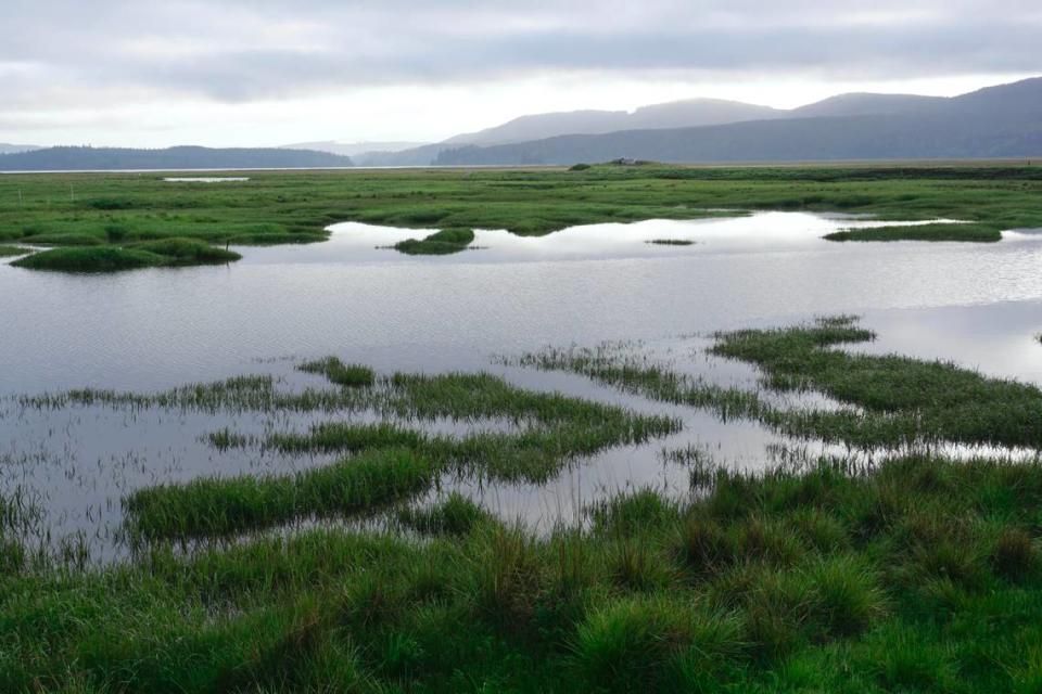 A view of the South Bay Unit of Willapa National Wildlife Refuge, April 24, 2022