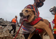 A member of police K-9 squad carries a sniffer dog during a search for victims at a hospital building collapsed in Friday's earthquake in Mamuju, West Sulawesi, Indonesia, Sunday, Jan. 17, 2021. Rescuers retrieved more bodies from the rubble of homes and buildings toppled by the 6.2 magnitude earthquake while military engineers managed to reopen ruptured roads to clear access for relief goods. (AP Photo/Yusuf Wahil)