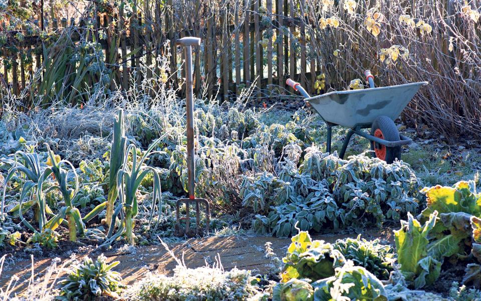 A winter veg garden is still alive under the frosty surface - Gap Gardens 