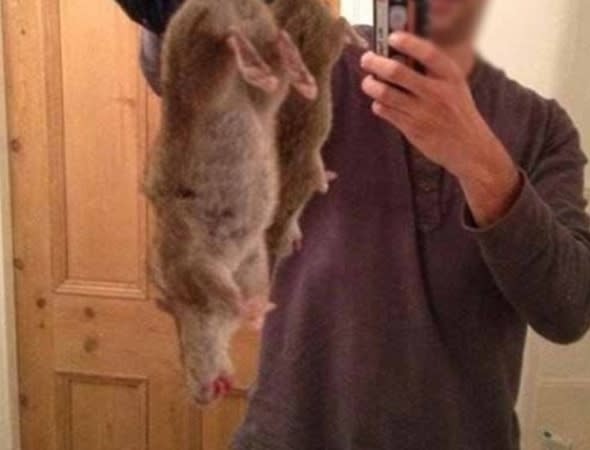 Super rats immune to poison spreading across UK at alarming rate