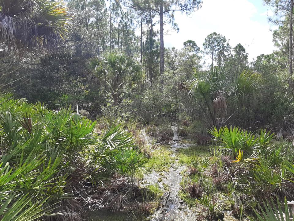 Hydric flatwood habitat located on the new 25-acre parcel purchased by Sarasota County through the Environmentally Sensitive Land Protection Program. The land is adjacent to the Myakka State Forest.