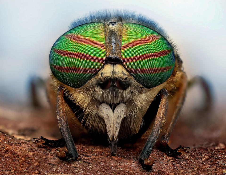 Wrap your eyes around these stunning shots of insects which look like mini Kanye wasps wearing funky shades. (PIC BY IRENEUSZ IRASS WALEDZIK / CATERS NEWS)