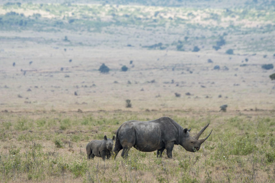 KENYA - 2018/08/19: An endangered black rhinoceros or hook-lipped rhinoceros (Diceros bicornis) female and baby at the Lewa Wildlife Conservancy in Kenya. (Photo by Wolfgang Kaehler/LightRocket via Getty Images)