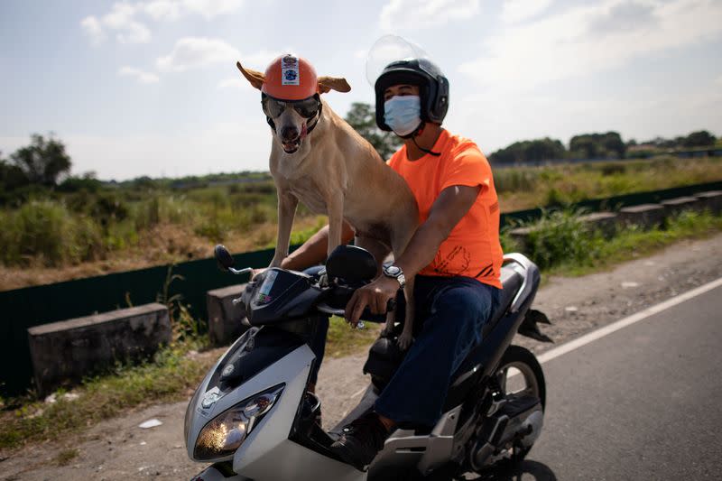 Meet Bogie, the Filipino motorcycle dog