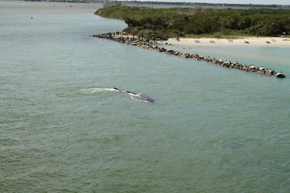 North Atlantic right whales often swim close to shore, making them vulnerable to strikes by recreational boats. Here, a right whale and her calf swim near Sebastian Inlet in Florida back in 2016.