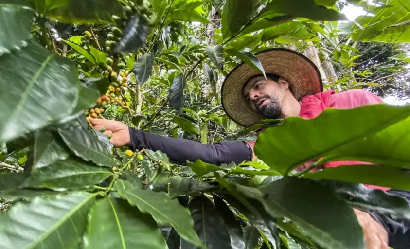 Oso de anteojos Colombia