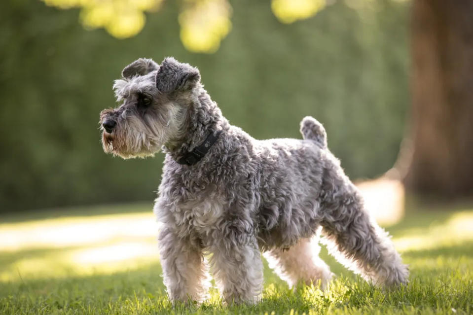 Miniature Schnauzer, a small dog who doesn’t shed