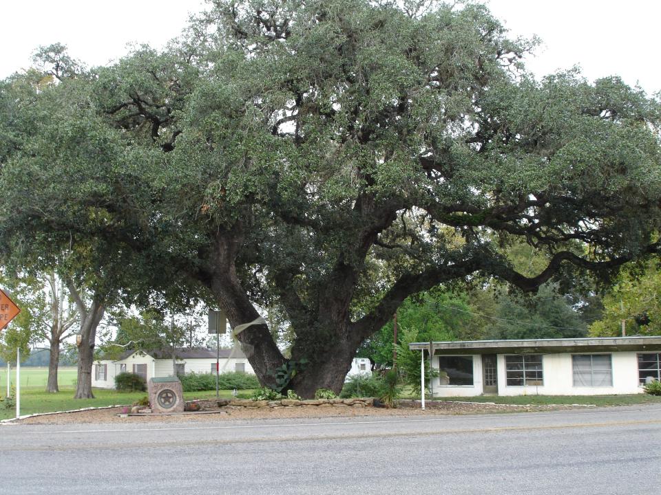 The "Hanging Tree" today in Columbus, Texas.