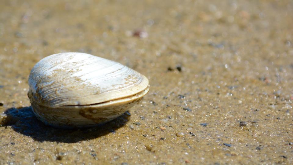 OCEAN QUAHOG CLAM: 500+ YEARS OLD