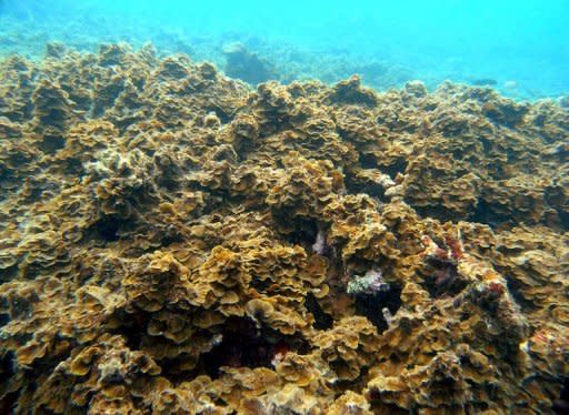 A 2009 file photo released by the Great Barrier Reef Marine Park Authority in Australia showing a section the Great Barrier Reef. A new study estimates that climate change could result in annual costs of nearly $2 trillion in damages to the world's ocean systems