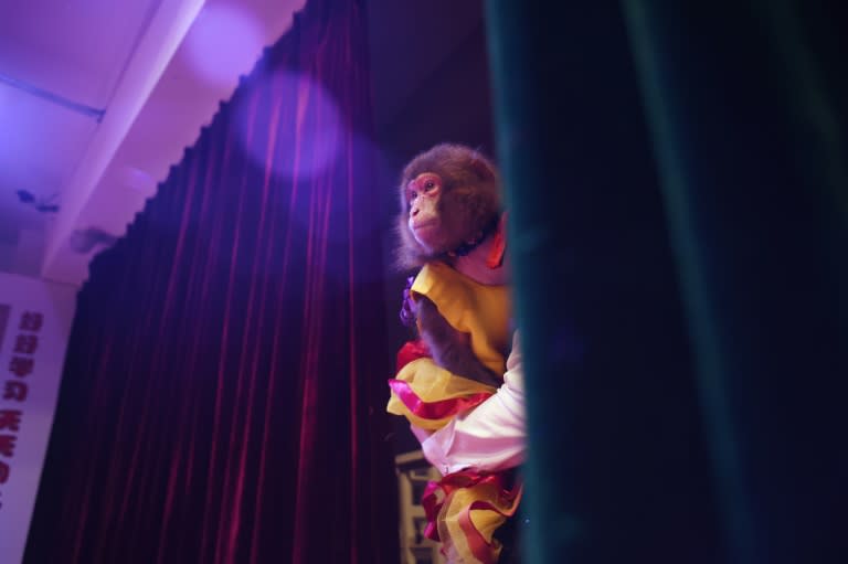 A monkey looks out from behind a curtain during a rehearsal at a monkey training school in a zoo in Dongying, eastern China's Shandong province