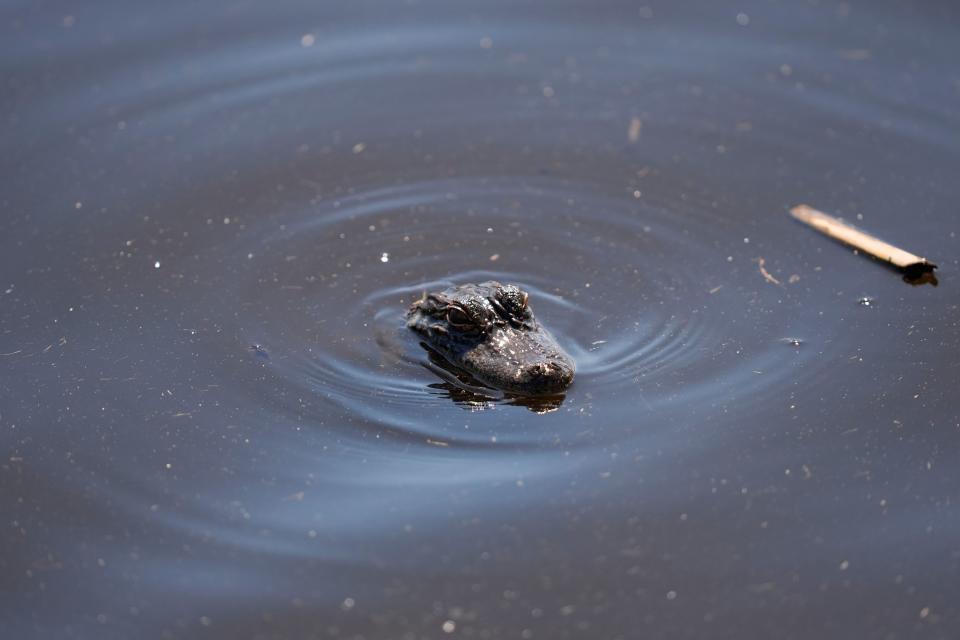 PGA蘇黎世菁英賽的水池中有小鱷魚。（AP）