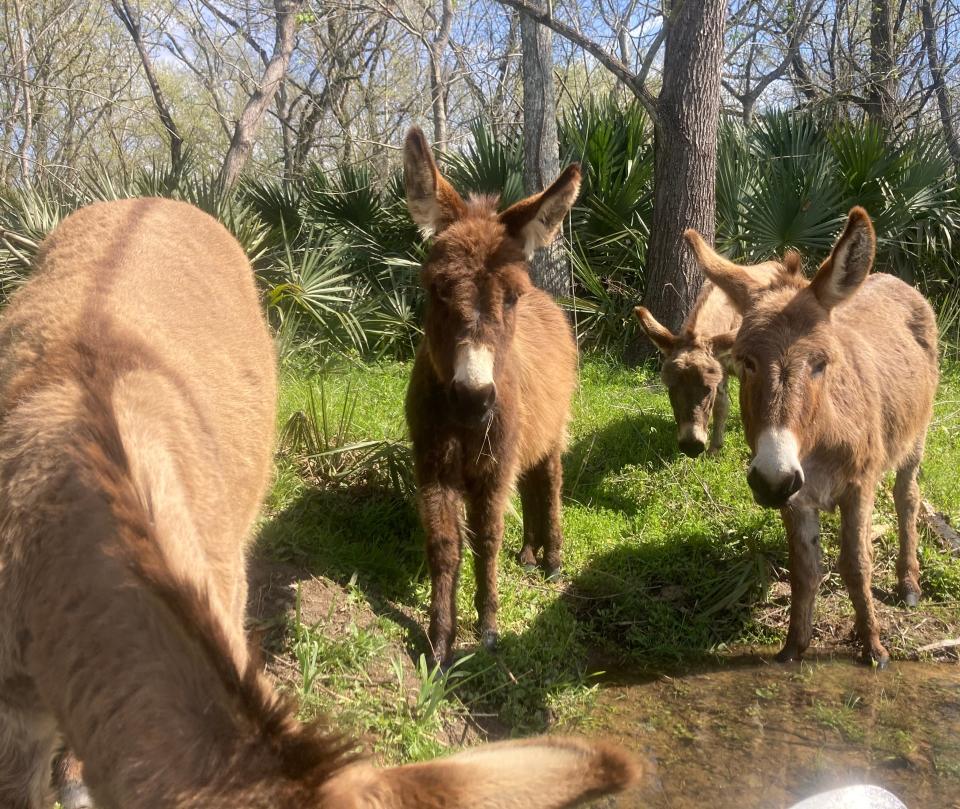 The furry and fun residents of Stallings Island — donkeys!