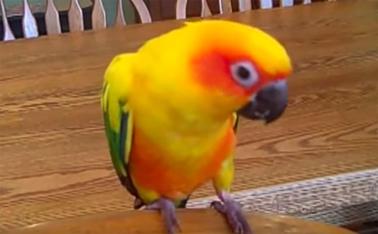 A Sun Conure parrot. PHOTO: Screenshot from YouTube