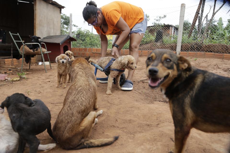 Jazmin Arévalos ajusta una silla de ruedas para un perro inválido que fue rescatado de las calles en Itapuami, Paraguay, el miércoles 17 de octubre de 2018. (AP Foto/Jorge Saenz)