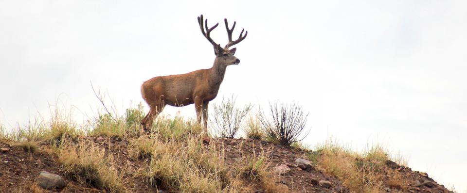 A mule deer buck surveys the sights on a hilltop in Canon City in 2020.