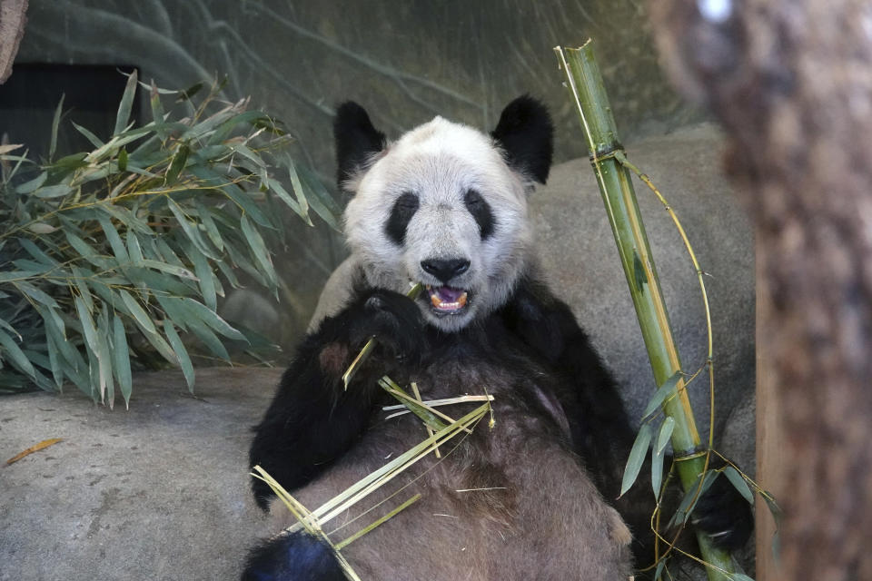 Ya Ya, a Giant Panda at the Memphis Zoo eats bamboo on Saturday, April 8, 2023, in Memphis, Tenn. About five hundred people attended a farewell party for the Panda. (AP Photo/Karen Pulfer Focht)