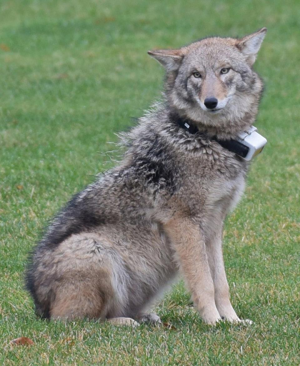 Cliff the Coyote gained celebrity status on Aquidneck Island in 2016. He was tranquilized and relocated but eventually found his way back to Newport and Middletown.