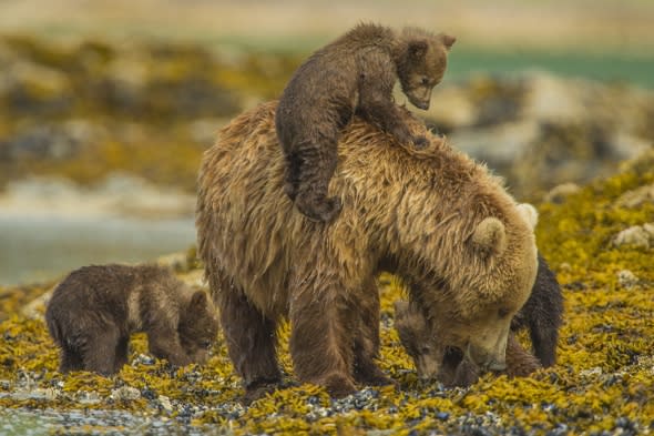 Grizzly bear cubs hitch a ride on mum's back in beautiful pictures