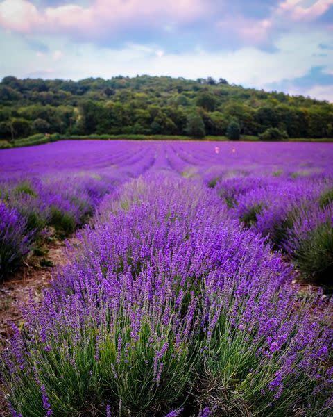 <p>The UK's largest producer of lavender oil products, Castle Farm is based near the pretty village of Shoreham in North Kent. Expect to see over 130 acres of the fragrant purple flower, plus a well-stocked shop. </p><p><a class="link " href="https://www.castlefarmkent.co.uk/" rel="nofollow noopener" target="_blank" data-ylk="slk:MORE INFO;elm:context_link;itc:0;sec:content-canvas">MORE INFO</a> </p><p><a href="https://www.instagram.com/p/CNsVz5ilvFT/" rel="nofollow noopener" target="_blank" data-ylk="slk:See the original post on Instagram;elm:context_link;itc:0;sec:content-canvas" class="link ">See the original post on Instagram</a></p>