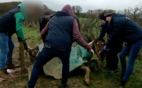 A horse being rescued by the RSPCA - Credit: RSCPA