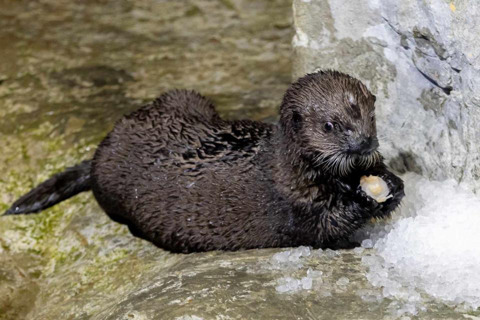 <p>Â©Shedd Aquarium/Brenna Hernandez</p> Baby sea otter at the Shedd Aquarium.