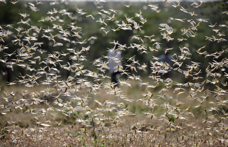 A swarm of desert locusts flies over a ranch near the town on Nanyuki in Laikipia county