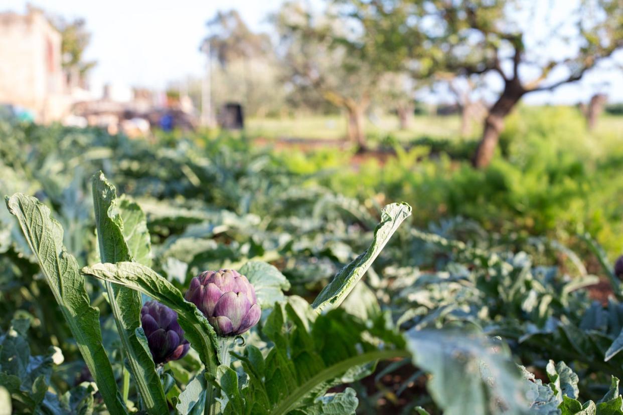 artichokes growing in vegetable garden