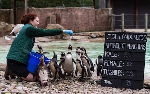 Humboldt penguins at London Zoo - Credit: Wiktor Szymanowicz / Barcroft Images