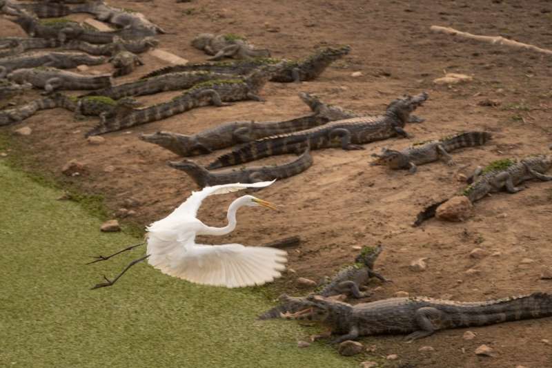 巴西潘塔納爾（Pantanal）濕地發生數十年來最嚴重火災，美洲豹、黑凱門鱷等瀕危物種在大火中掙扎求生。（AP）