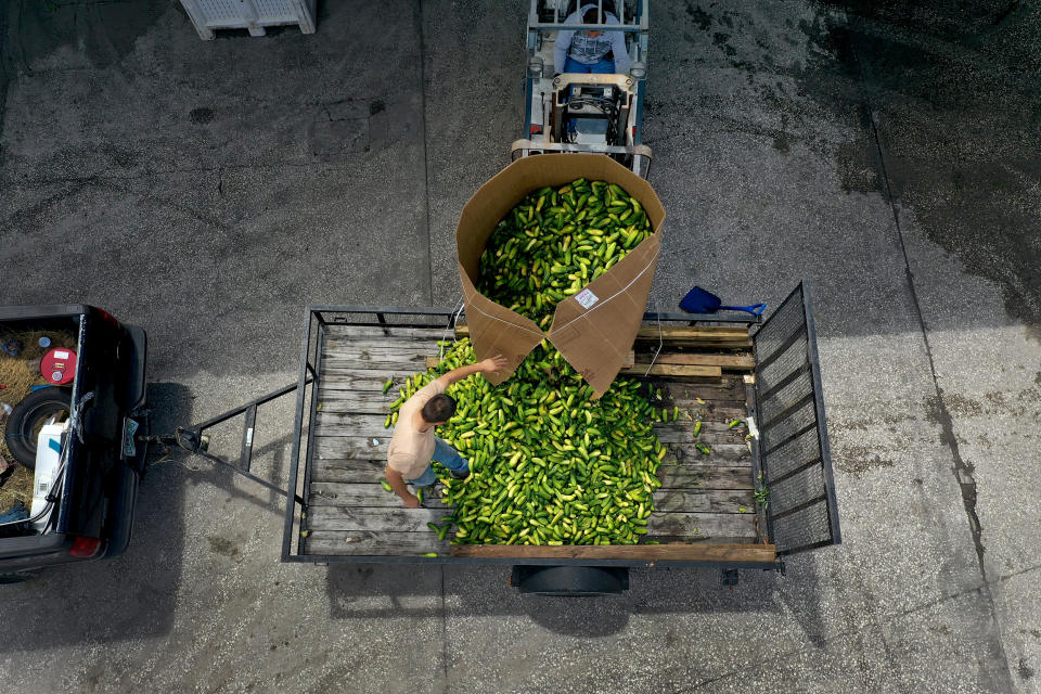 Image: Omar Hernandez discards a container of cucumbers at the Long and Scott Farms in Mount Dora, Fla., on April 30, 2020. The pickle-variety cucumbers were being given to a local cattle rancher as feed. (Joe Raedle / Getty Images file)