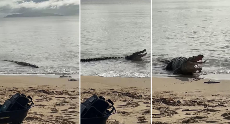 a large crocodile swims up to a beach in North Queensland to steal a fish that had just been caught. 