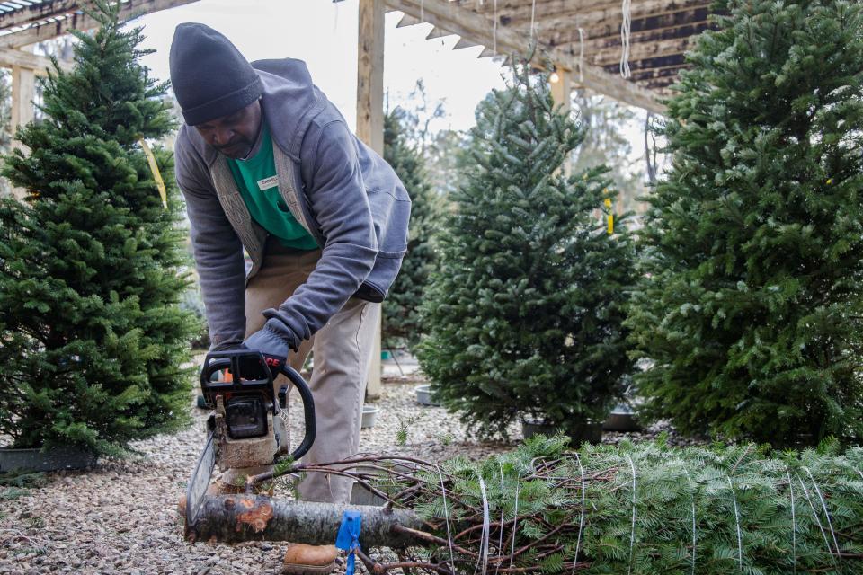 Darnell Austin, a customer service associate at Esposito's, trims a Christmas tree trunk before standing the tree up in water Wednesday, Dec. 1, 2021. 