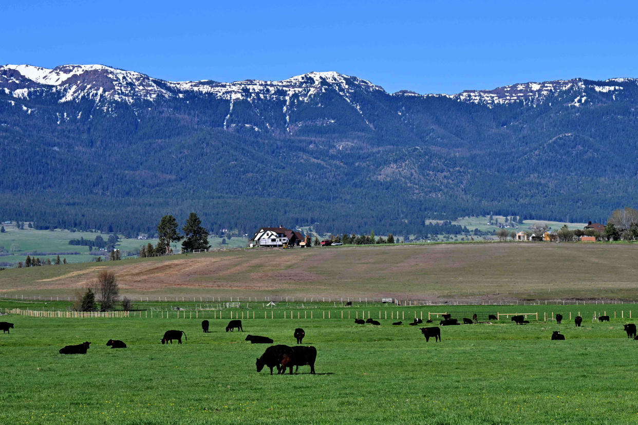 Cattle graze beneath the snow-capped mountains of the Wallowa-Whitman National Forest in Wallowa County of eastern Oregon on May 12, 2023.  (Robyn Beck / AFP - Getty Images)