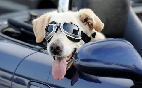 A dog in a convertible - Credit: Martin Meissner/AP