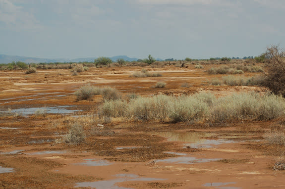 desert bacteria