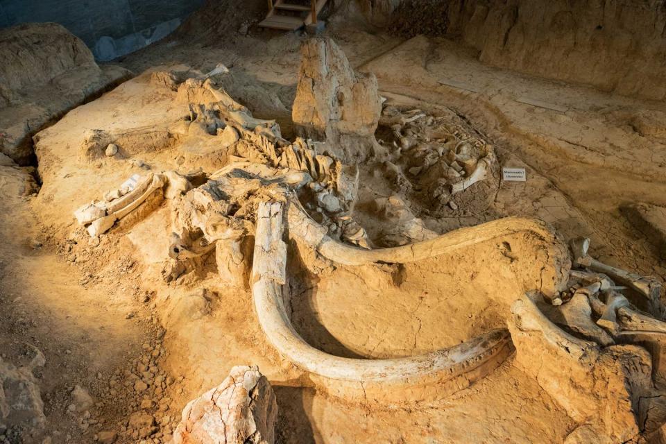 Mammoth Fossil at Waco Mammoth National Monument in Texas