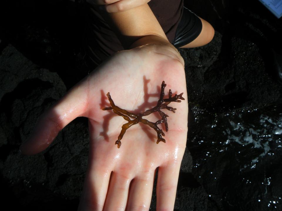 A piece of algae sitting in the palm of the hand