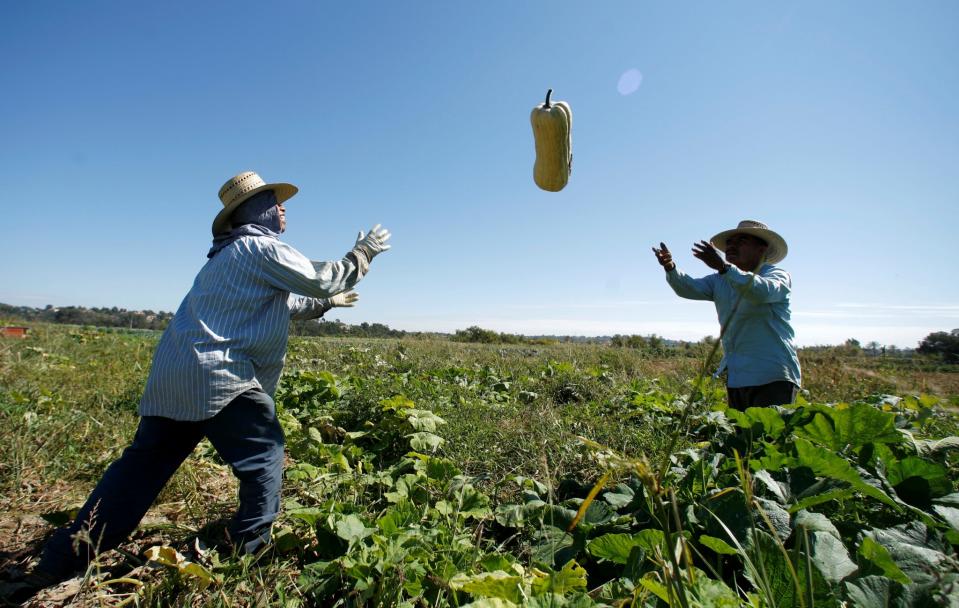American farms rely heavily on immigrants to pick produce. REUTERS/Mike Blake/File Photo